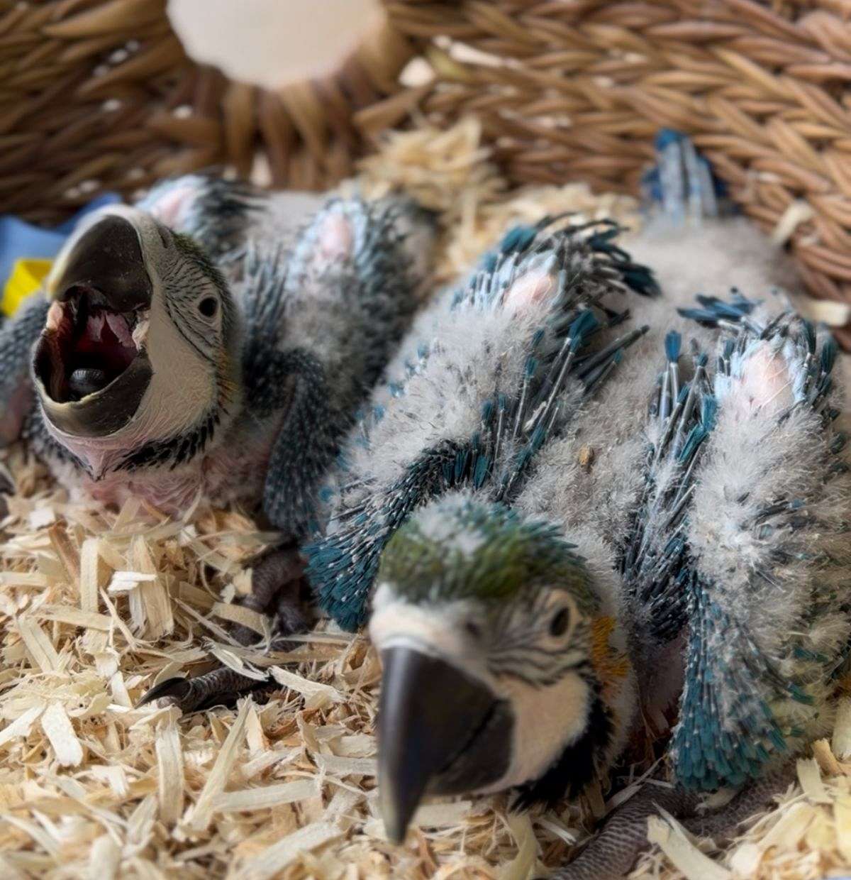 Blue and Gold Macaws