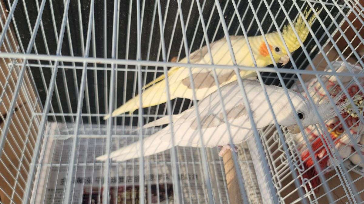 Breeding pairs cockatiel