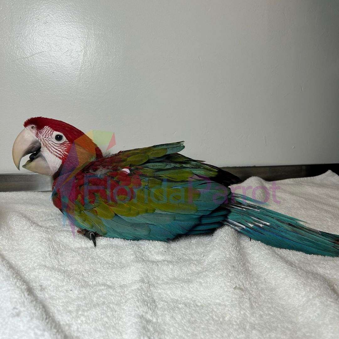 Green Wing Macaw