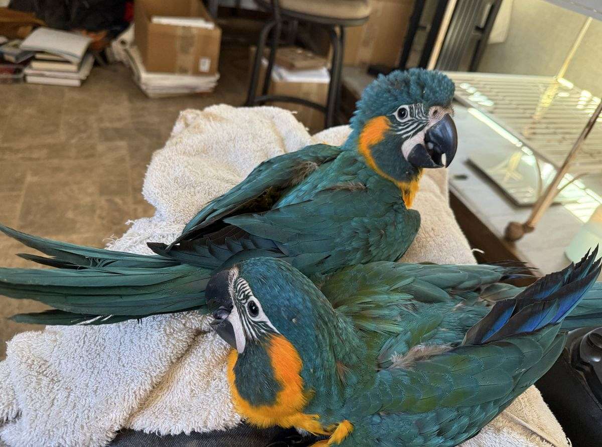 Blue Throated Macaw - Male - Blue-Throated Macaw Cages For Sale