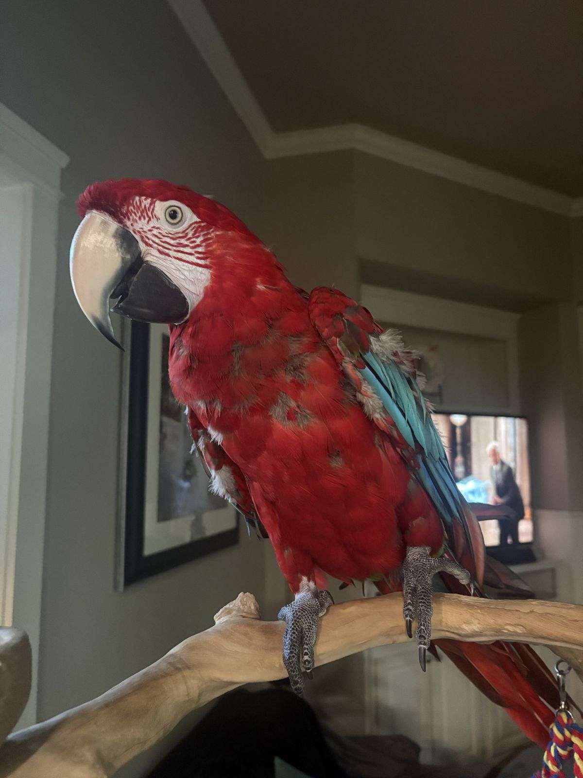 Image showcasing Greenwing macaw