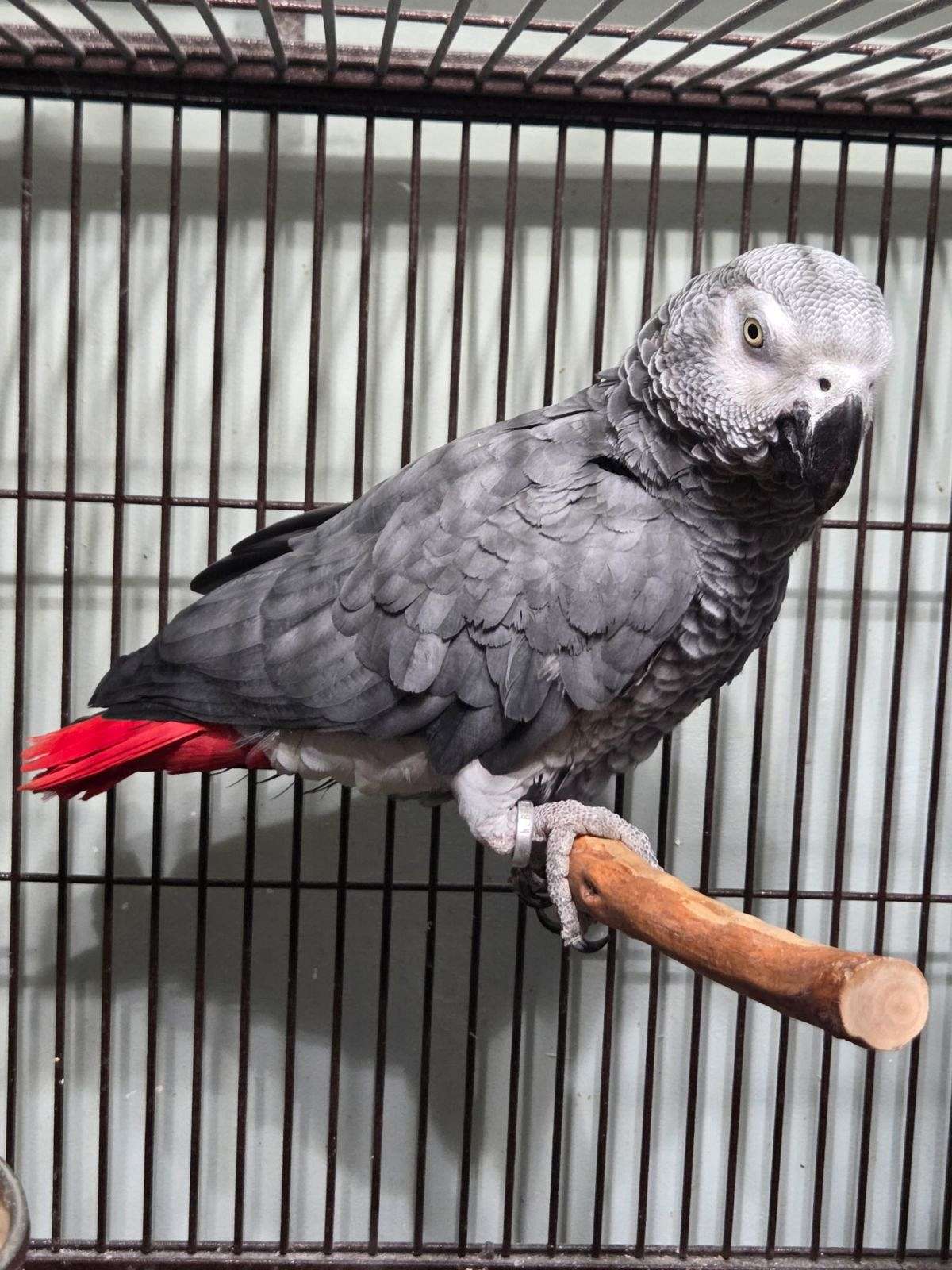 View of Proven Male African Grey Parrot Breeder