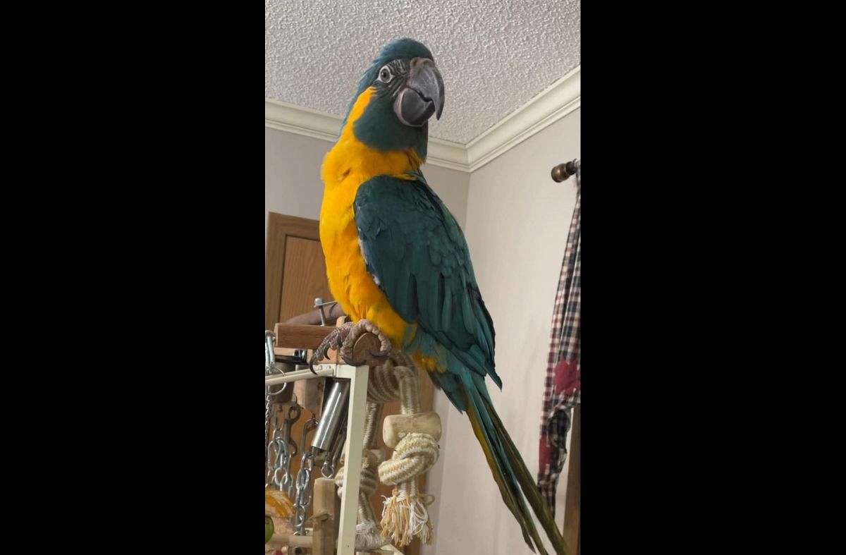 Photo inspiration: Picture Idea: Blue Throat Macaw