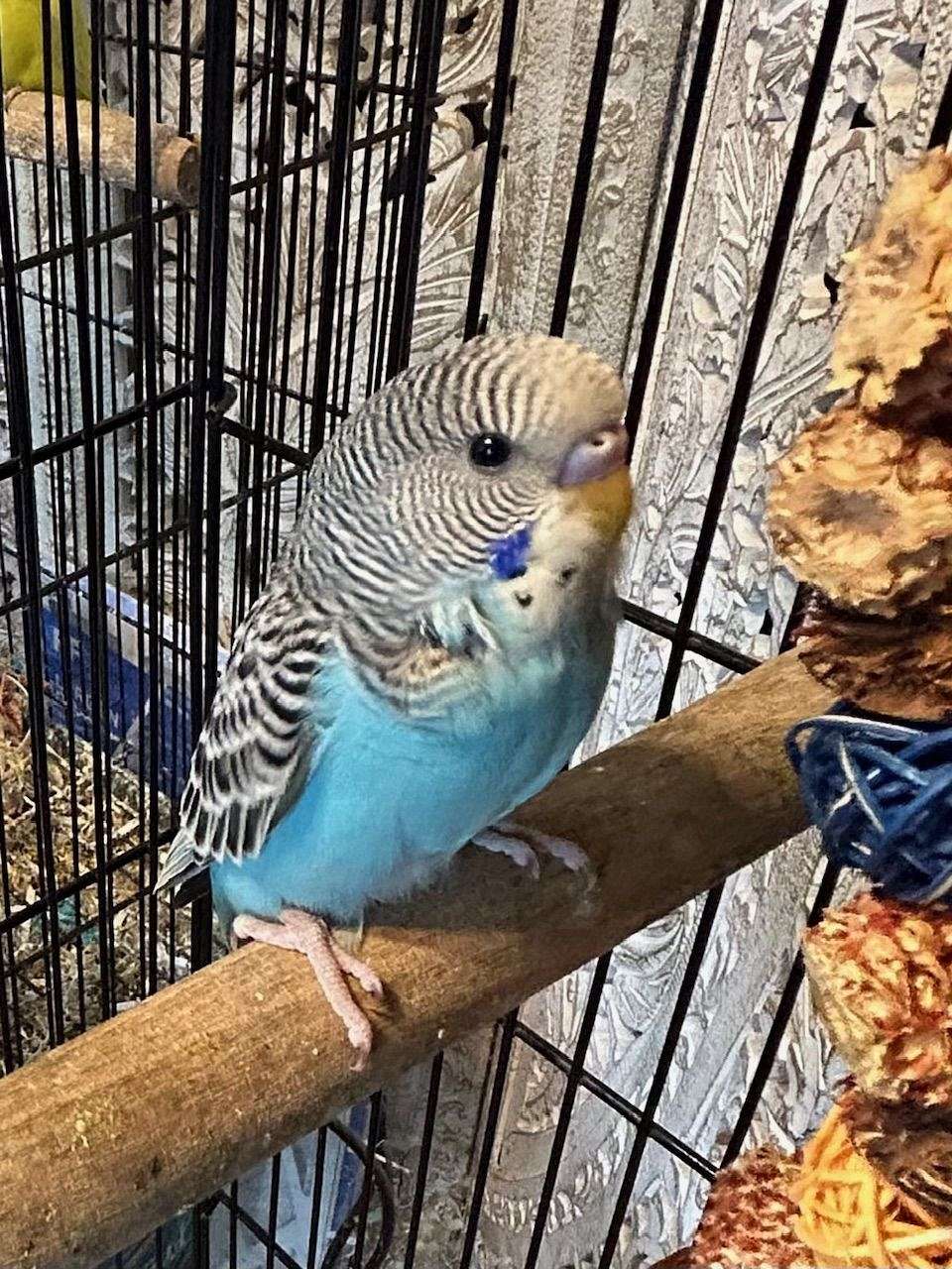 Craigslist Birds For Sale
