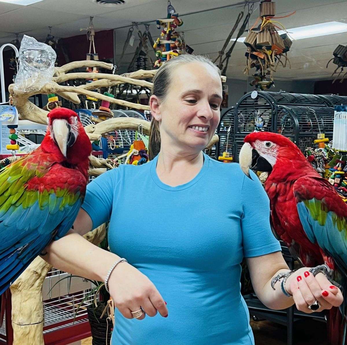 Illustration of Macaw Aviary Wing Trimming