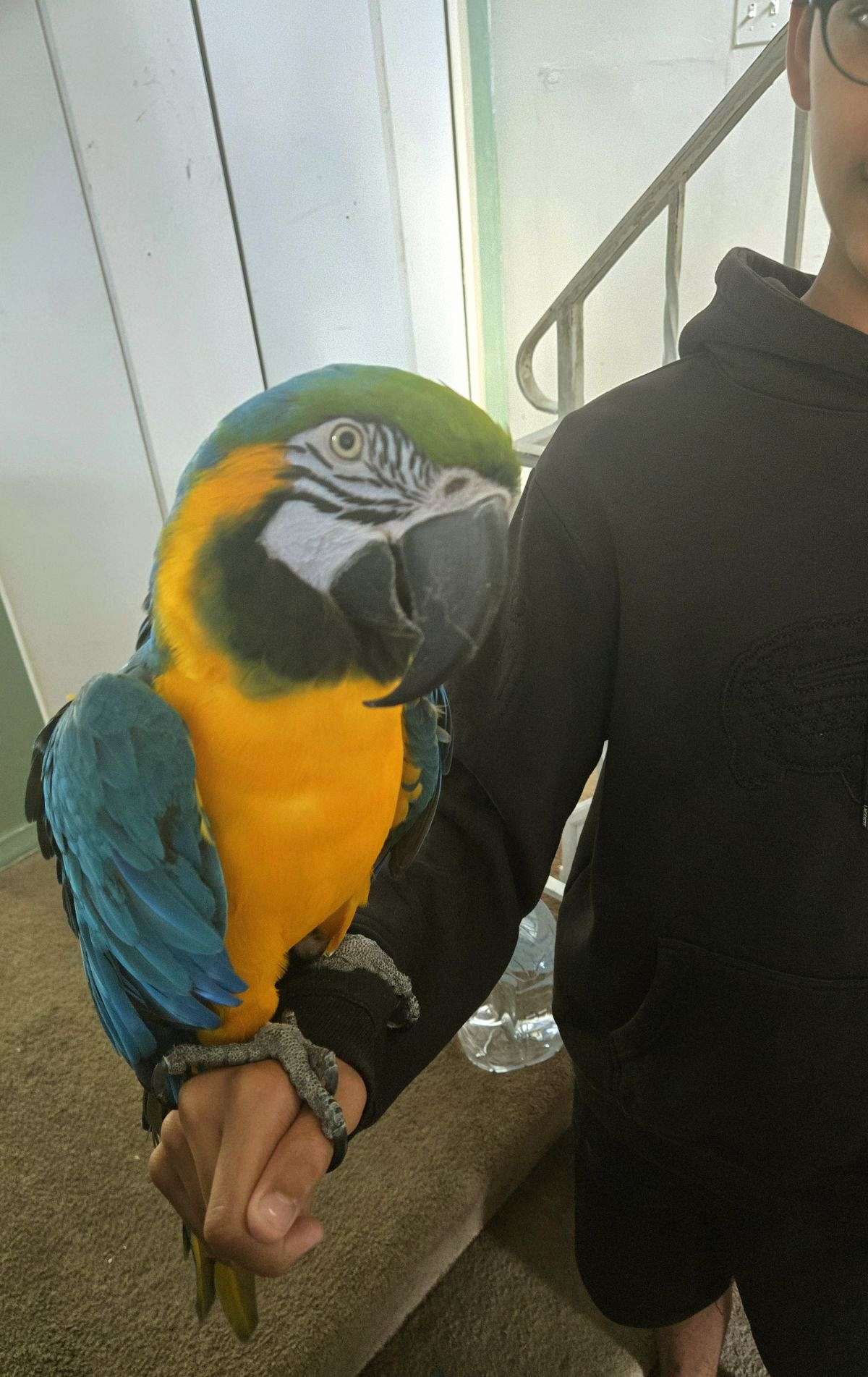 Visual Reference: Blue Gold Macaw Male