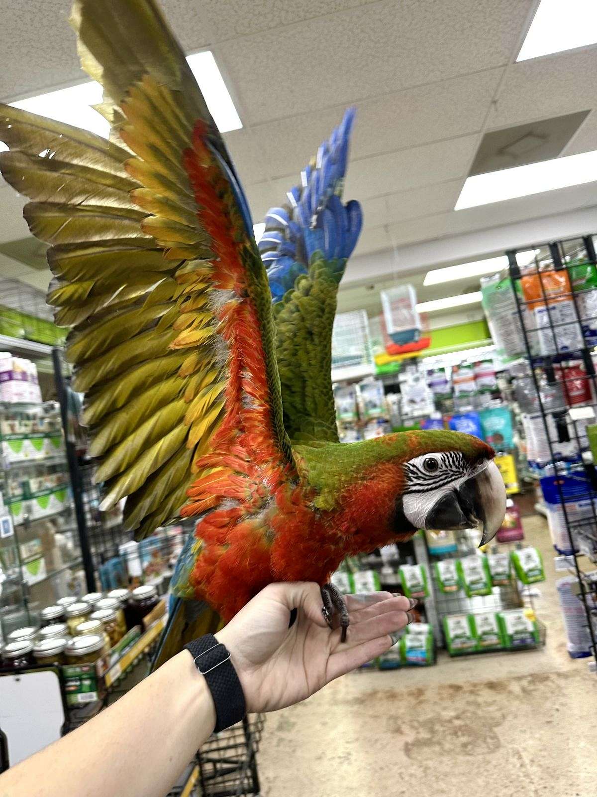 Picture of Jubilee Macaw for Sale