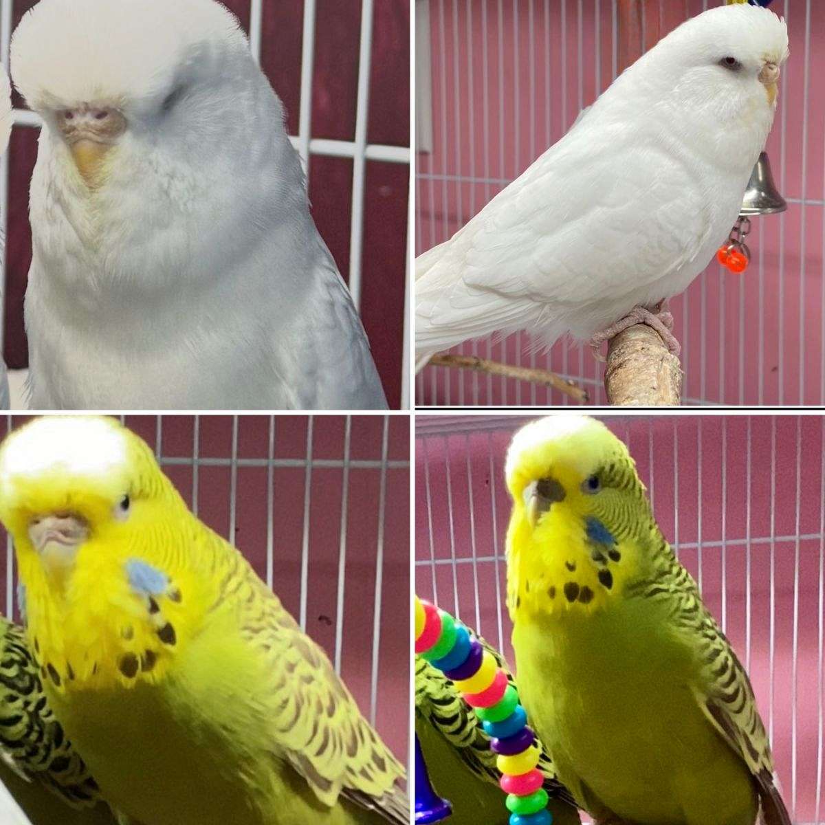 Adult English Budgies