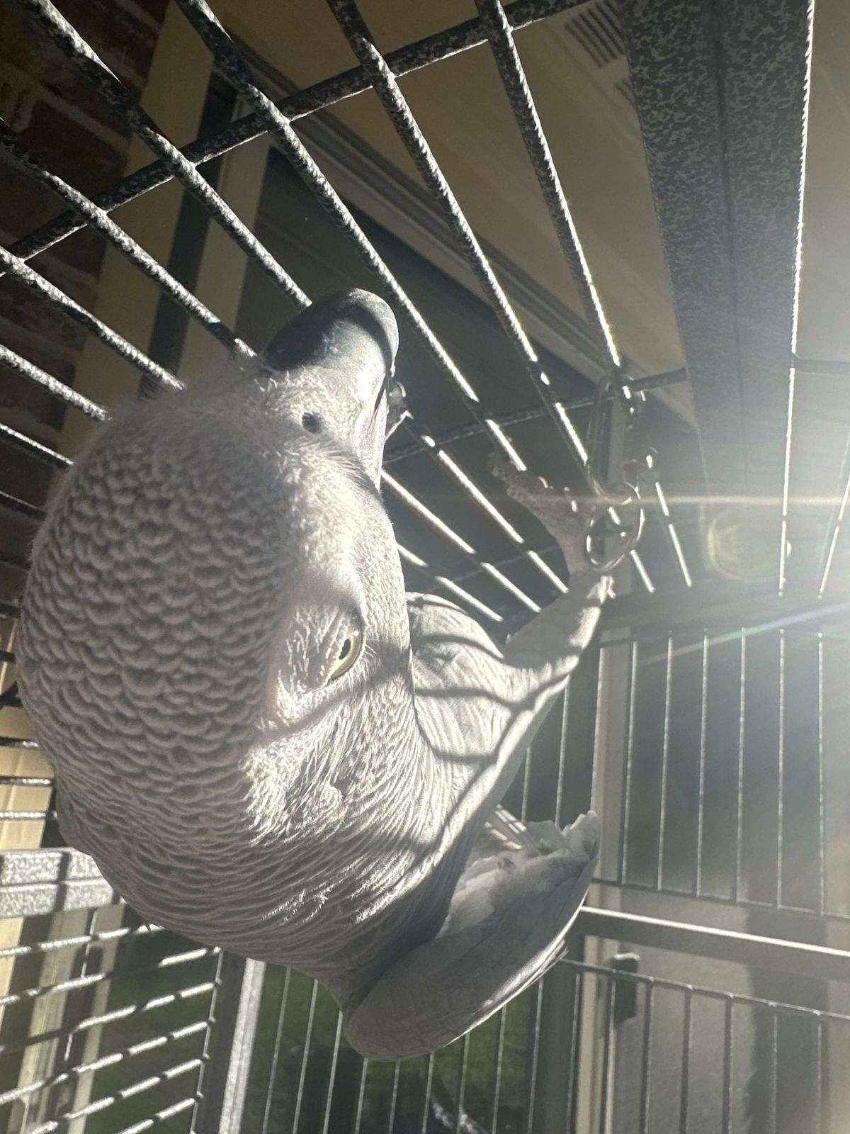 Image showcasing Parrot Congo