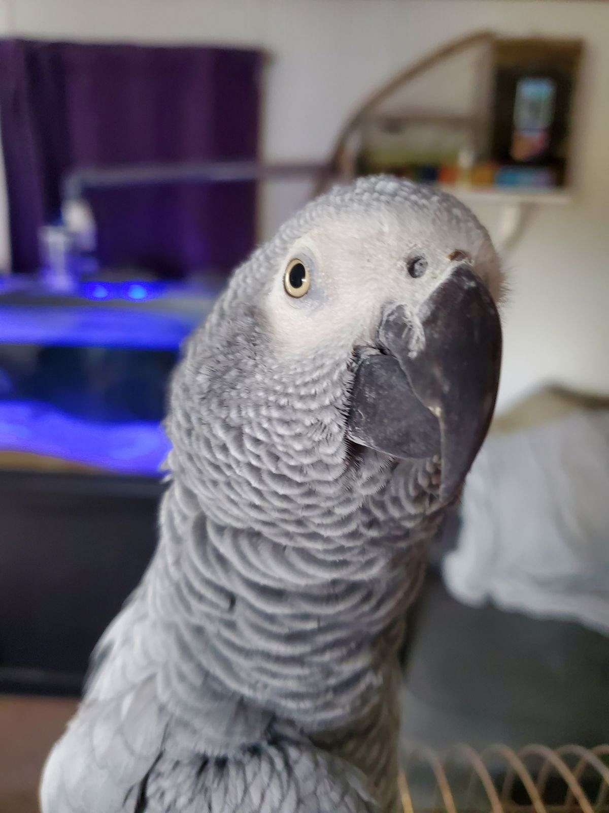 Baby Congo African Grey
