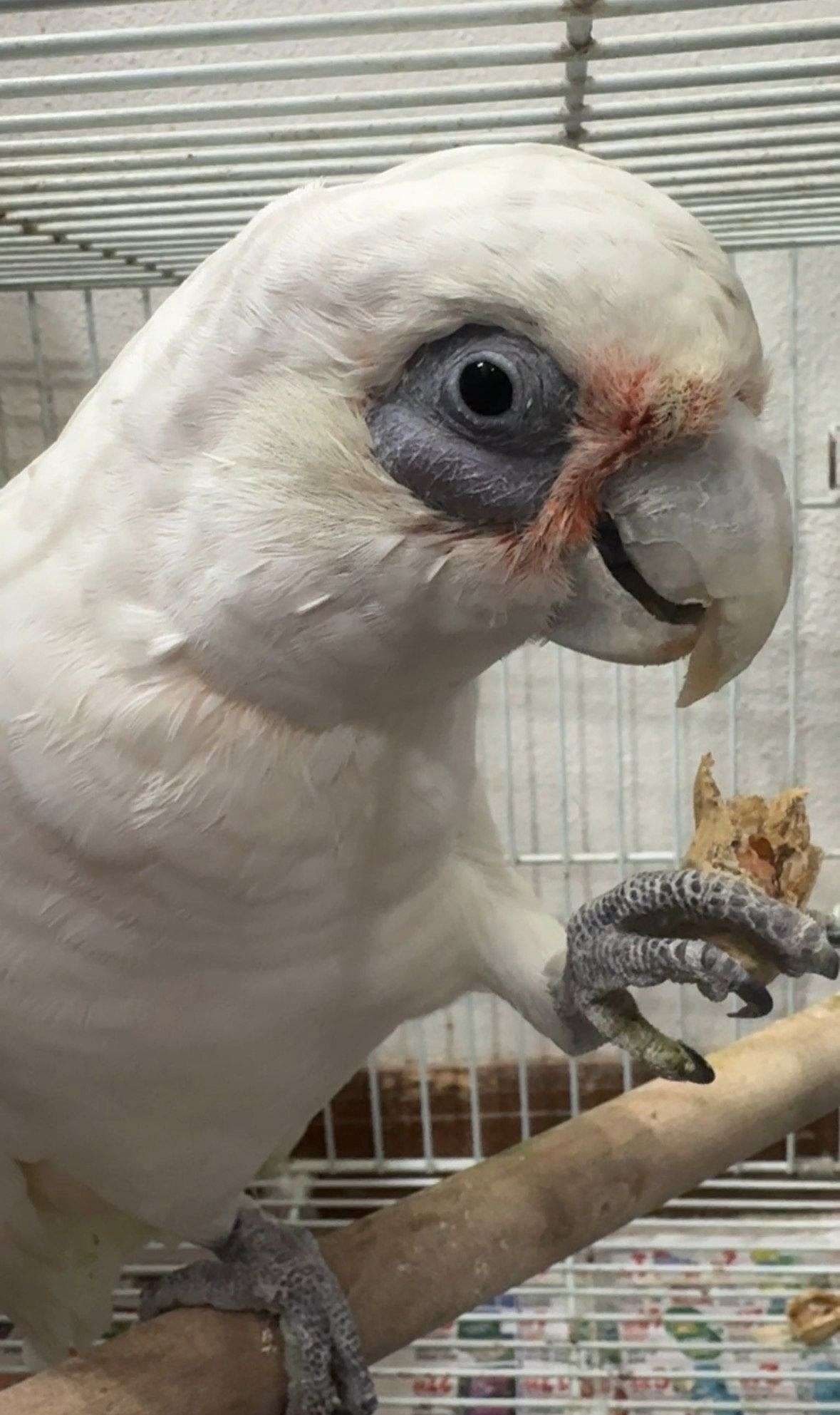 Bare Eyed Cockatoo Parrotlet Bird Size Reference: Bared Eye Cockatoo Male Adult