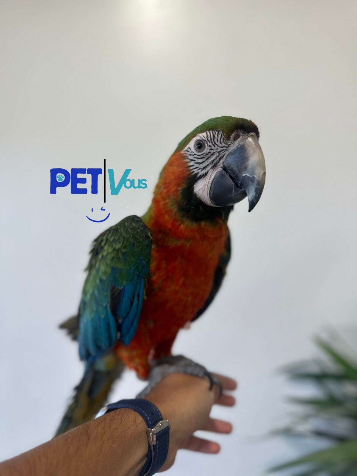 harlequin-macaw