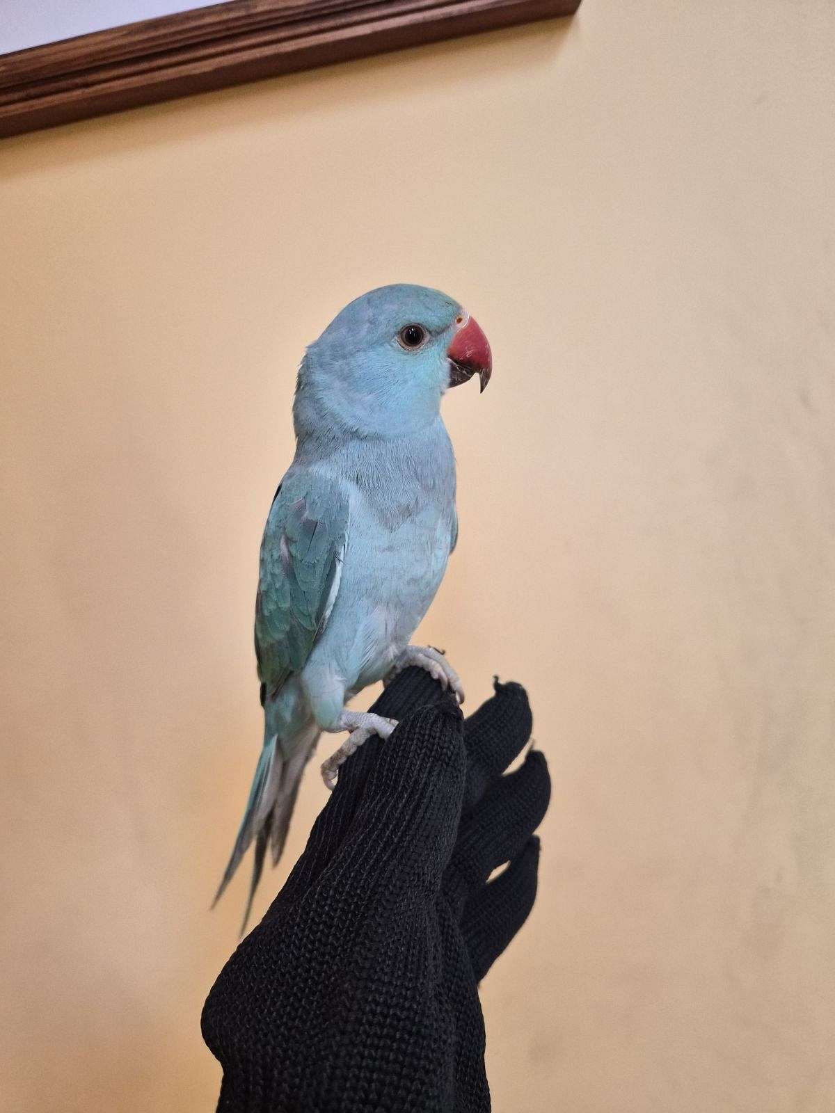 Indian ringneck