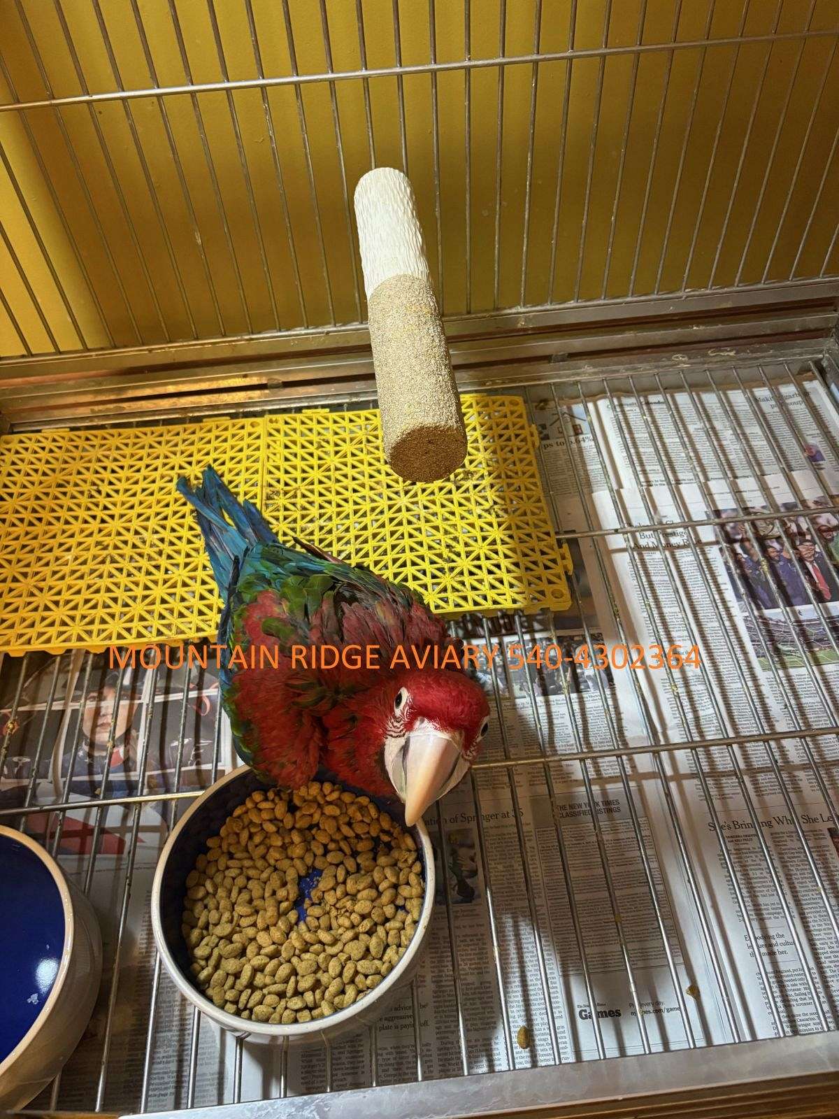 Green-Wing Macaw - Macaw Aviary Wing Trimming