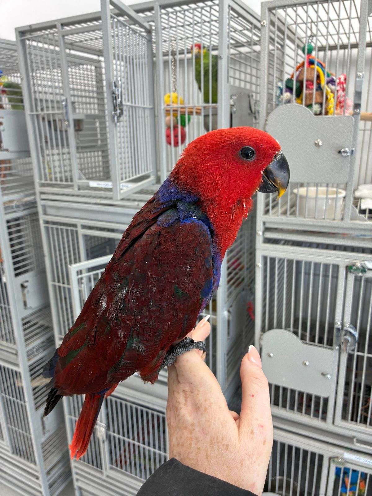 Baby Female Eclectus