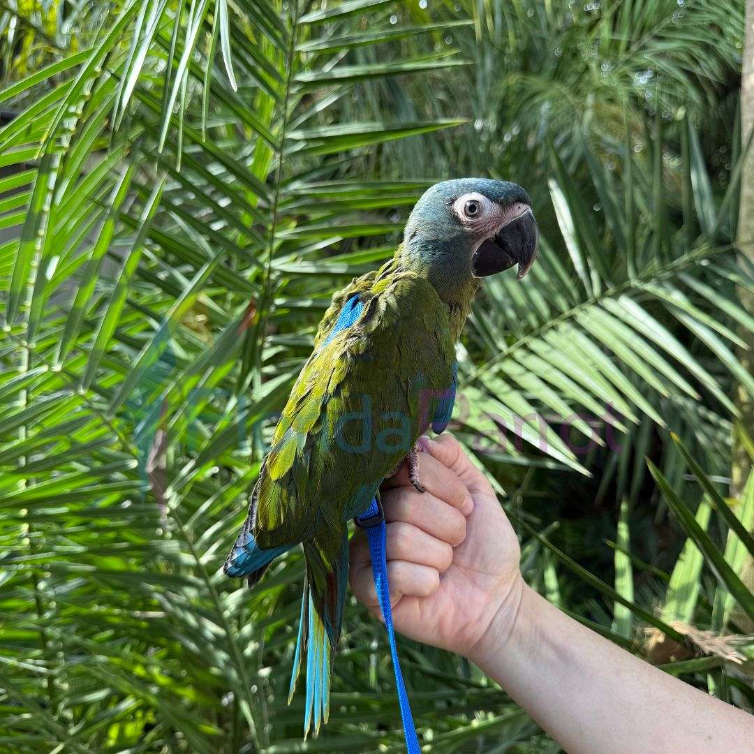 Illustration of Macaw Backyard Habitats For Sale
