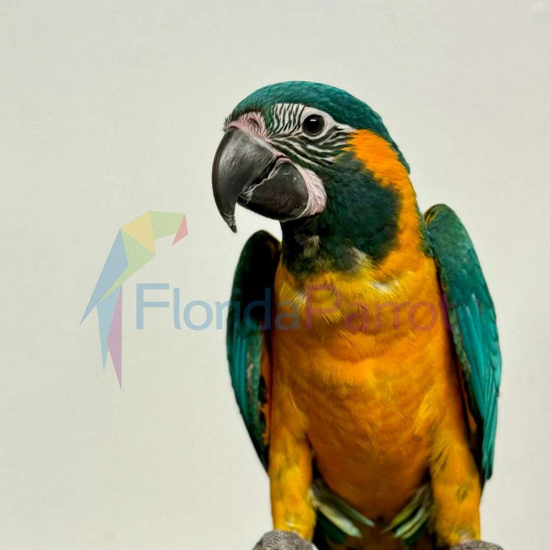 Picture of Blue Throat Macaw