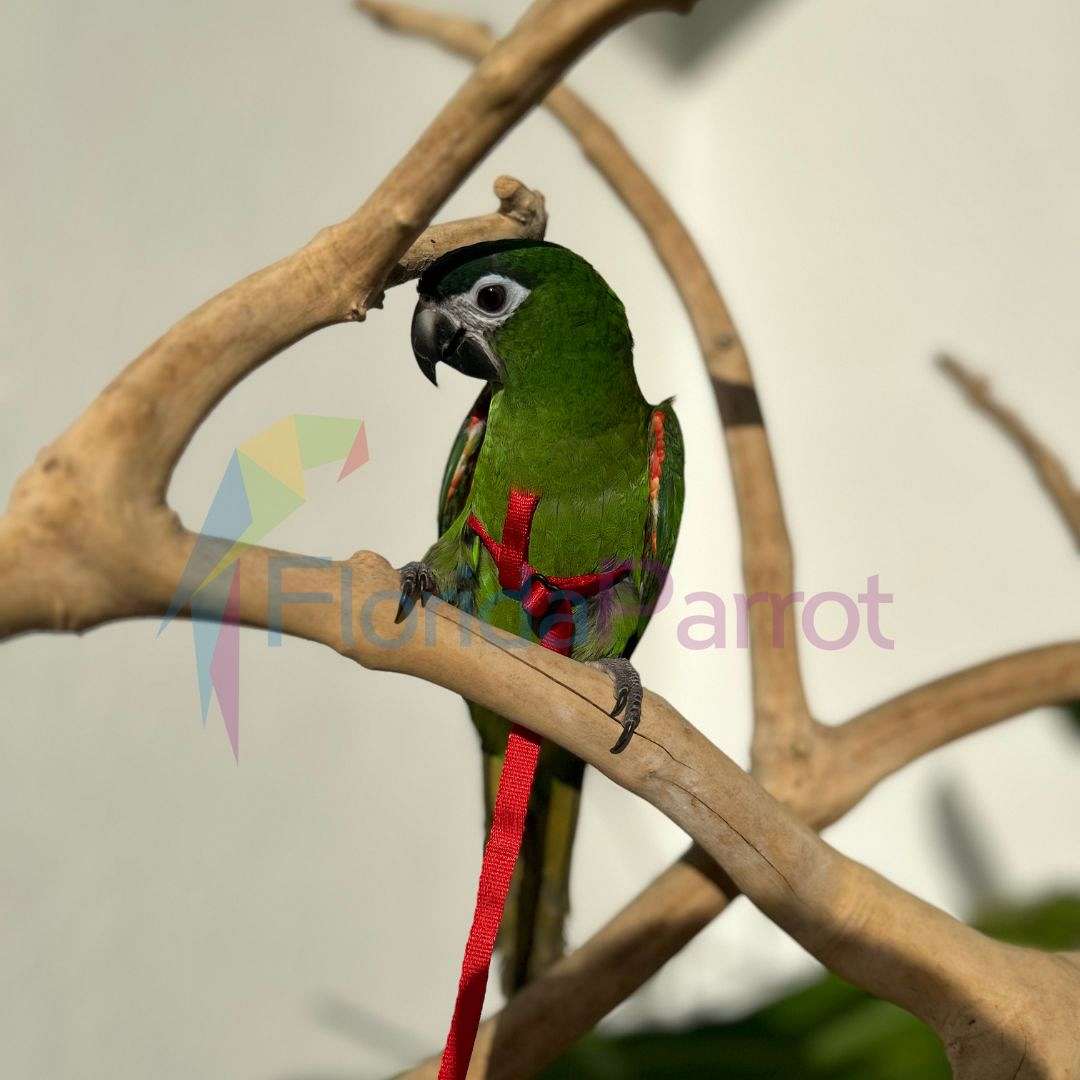 Hahn's Macaw - Quiet Cages For Hahns Macaw