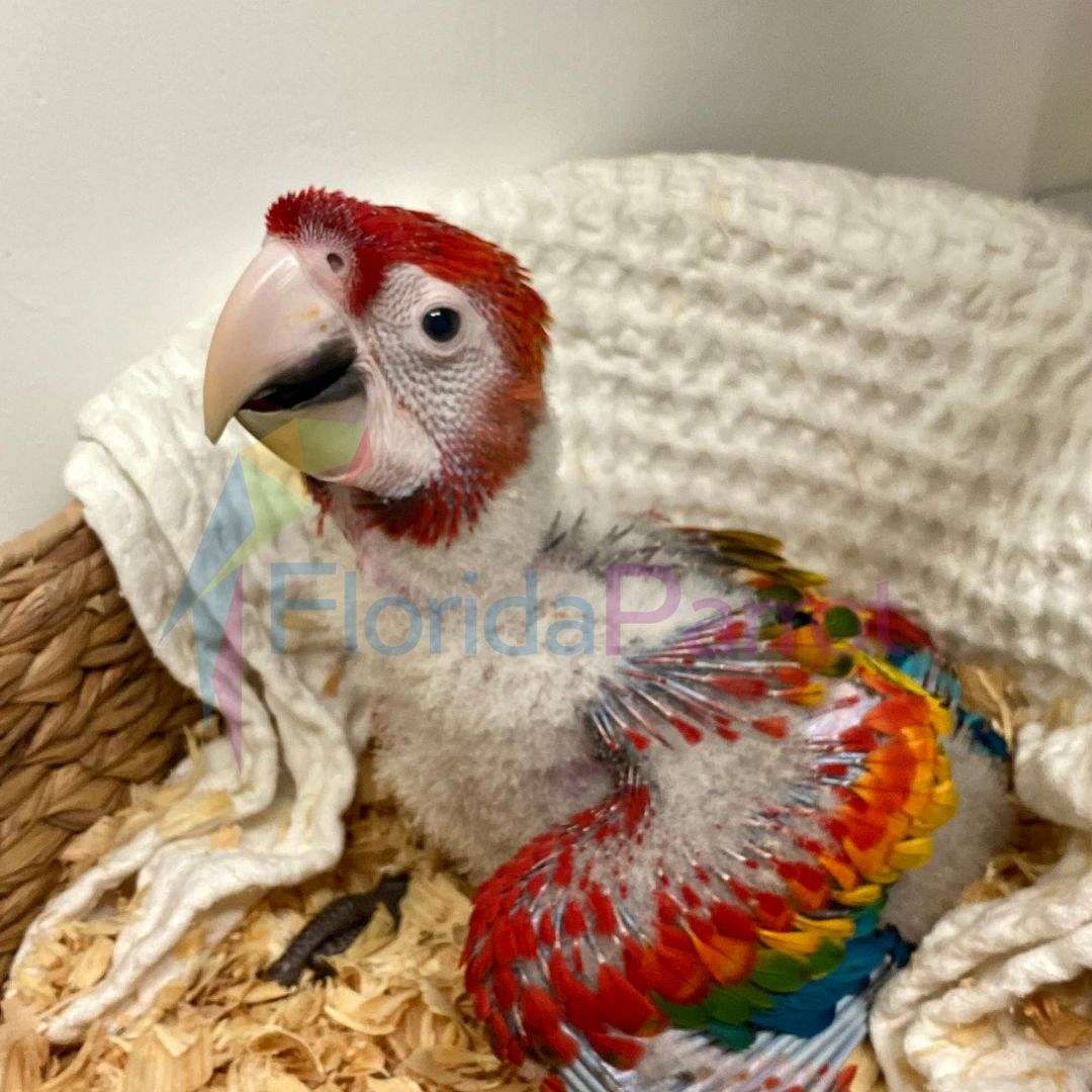 Image showcasing Scarlet Macaw