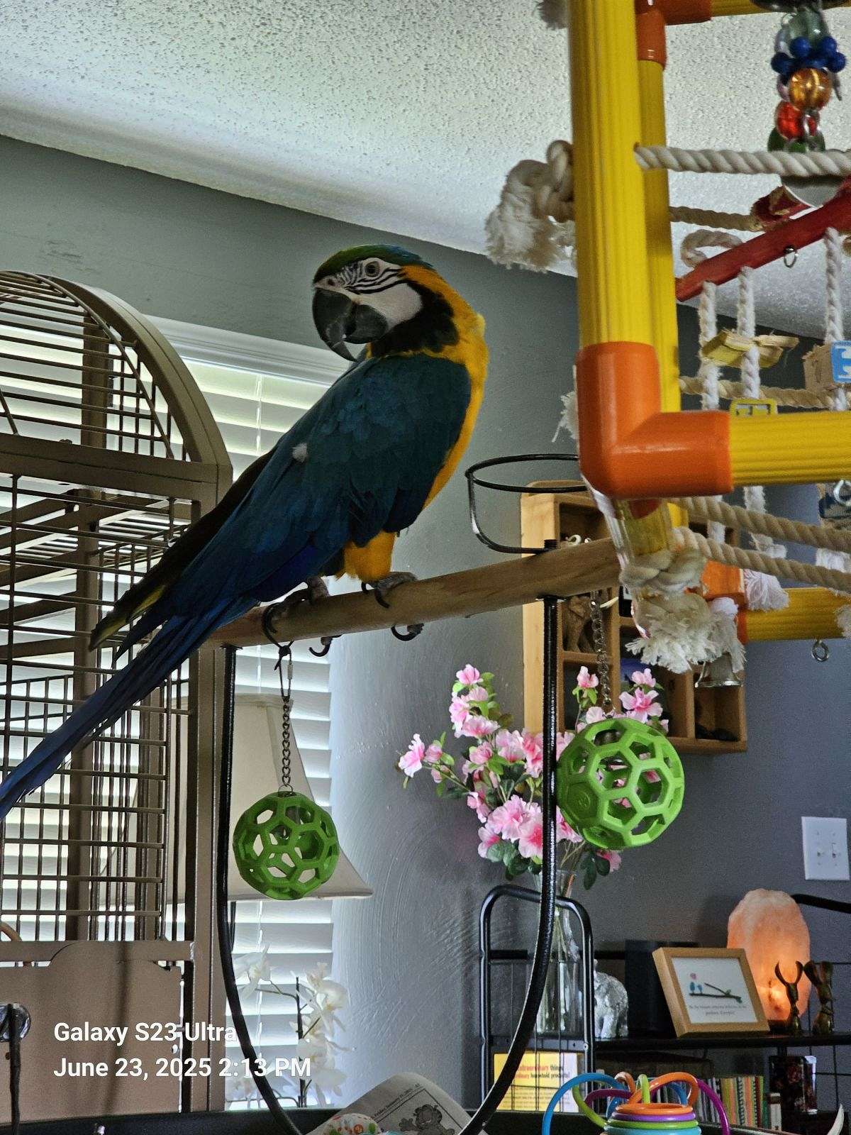 Large Macaw Seen And Proud Reverships Extra Room preview