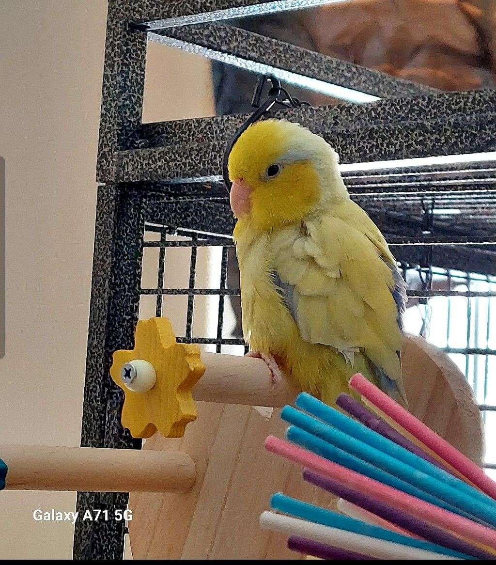 Curated visual reference: Fresh Look at Parrotlet