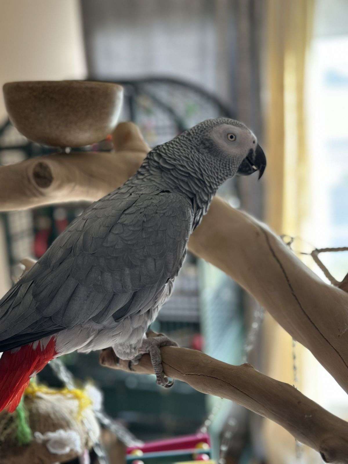 Malichi - Freedptions Bird Habitats For Sale