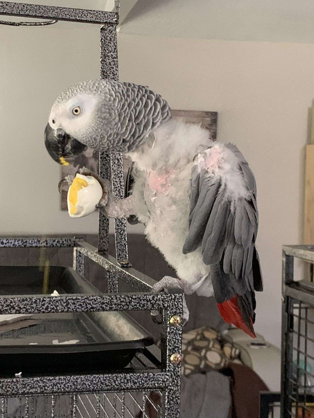 African Grey