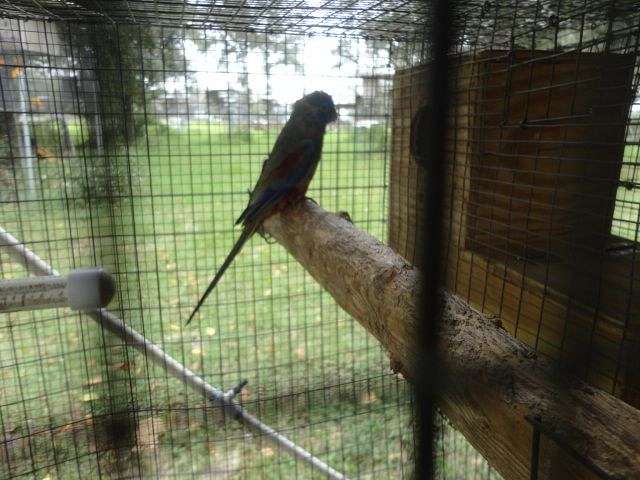 Image showcasing Proven Blue Bonnet hen available for $900