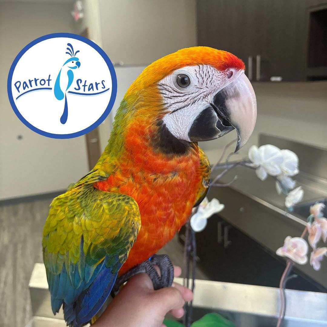 Hybrid Macaw Enclosures For Sale photo