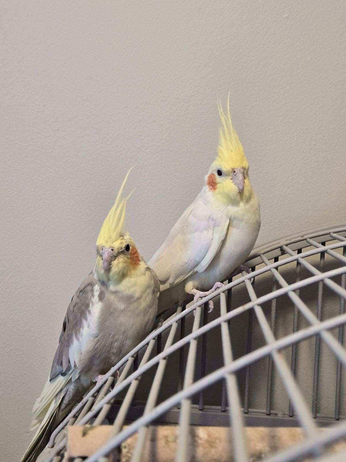 Bonded Cockatiels For Rehome bonded-cockatiels-for-rehome