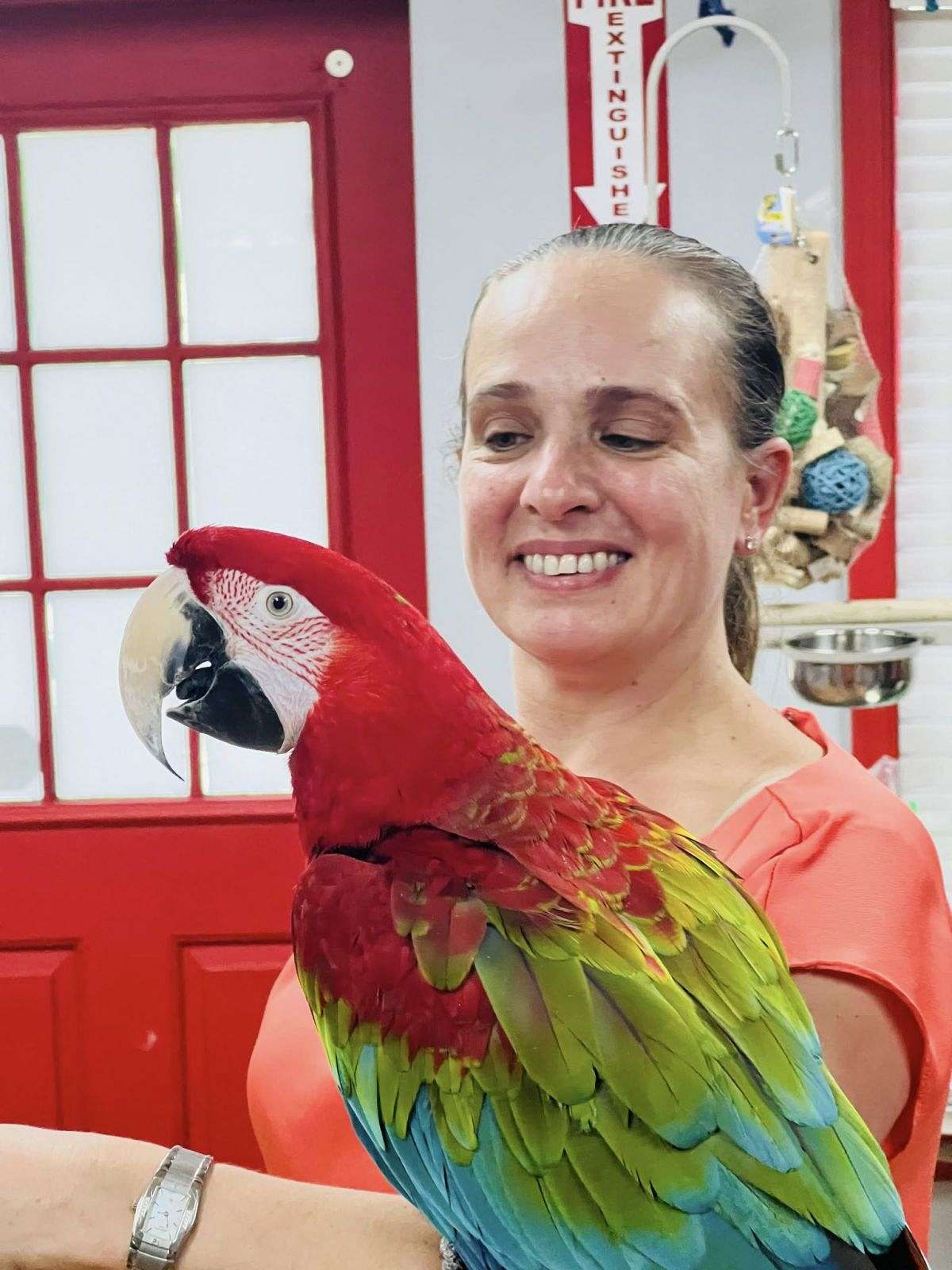 Picture of Green Wing Macaw