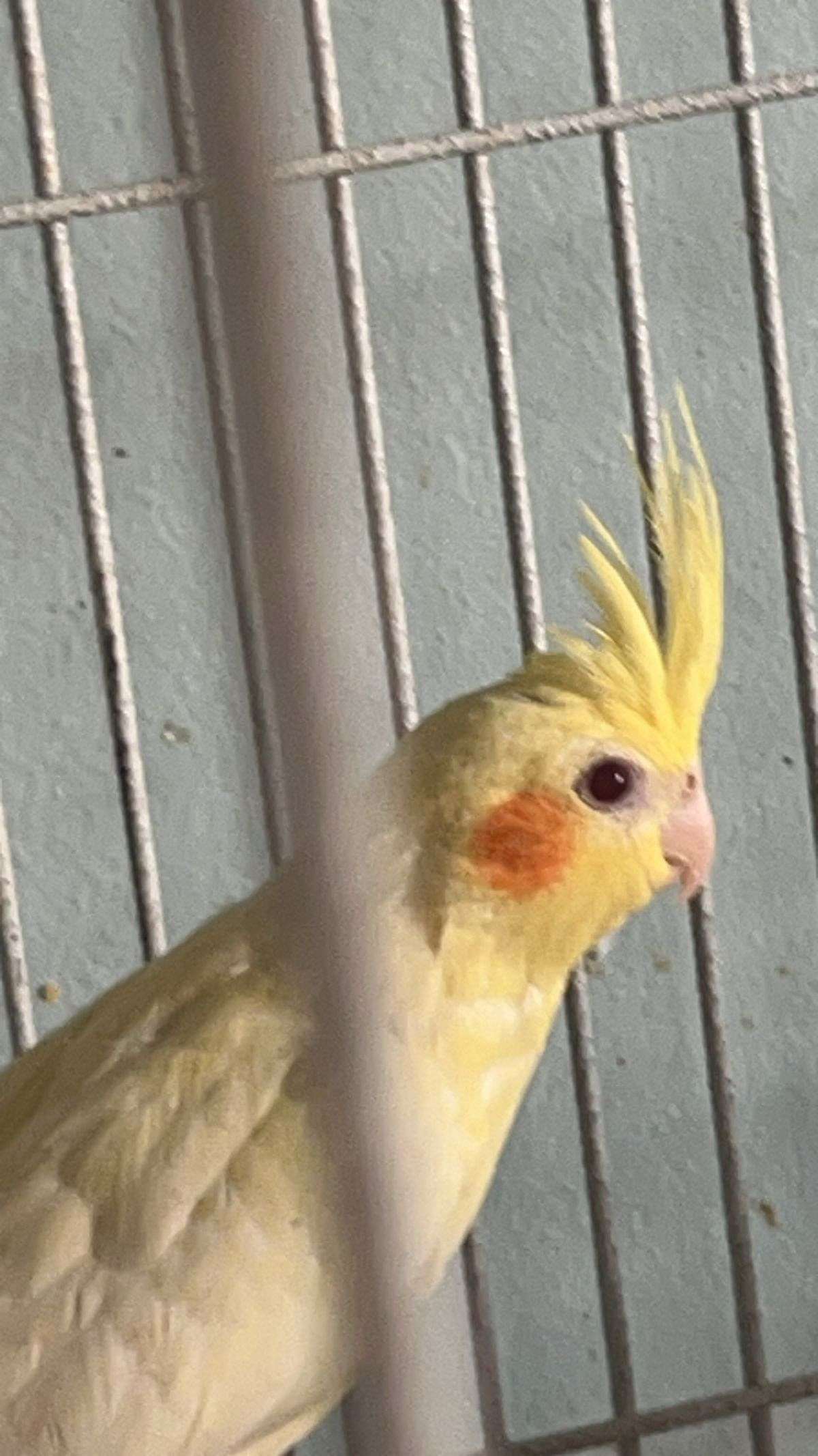 Cockatiel Rehome