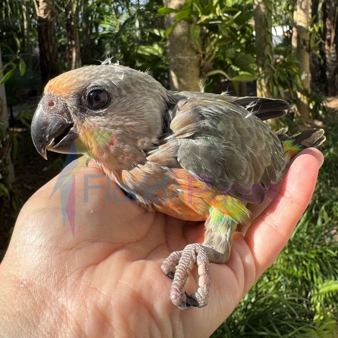Red Bellied Parrot