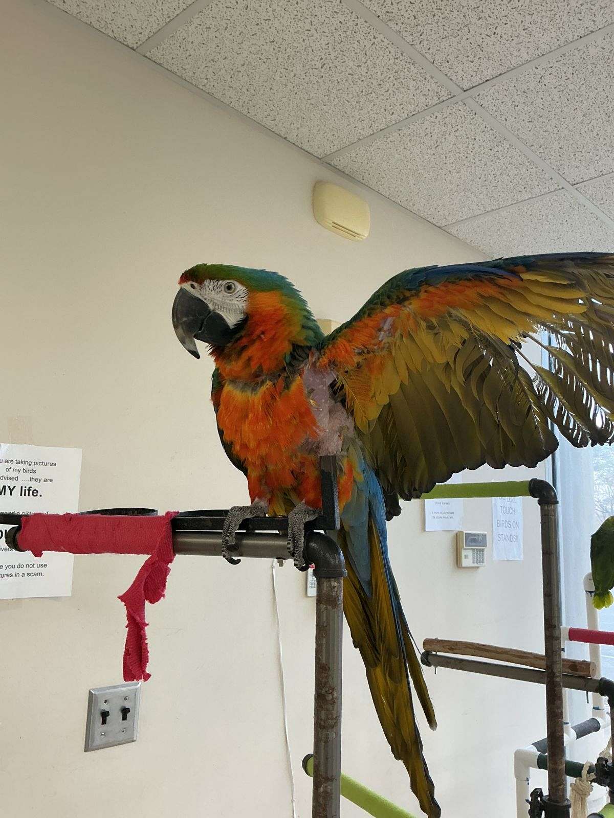 Illustration of Hybrid Macaw Enclosures For Sale