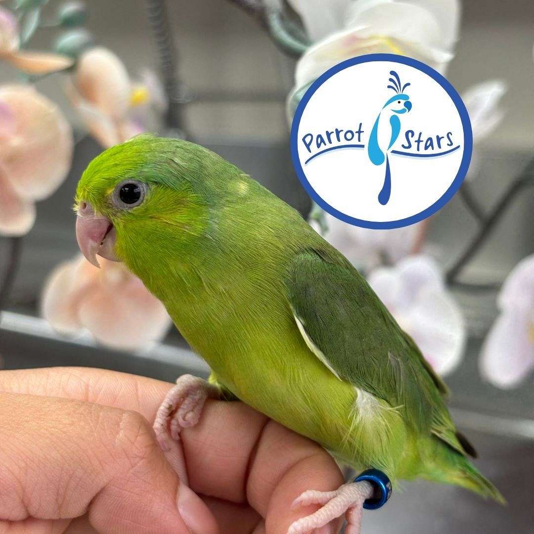 Fresh Look at Baby Green Pacific Parrotlet Available At Parrot Stars