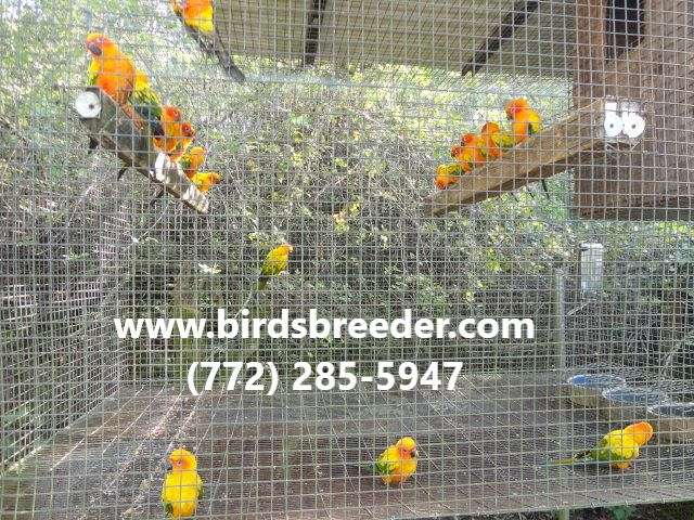 Photo inspiration: Visual Reference: Young Pairs Of Sun Conures Available At 1 000 Per