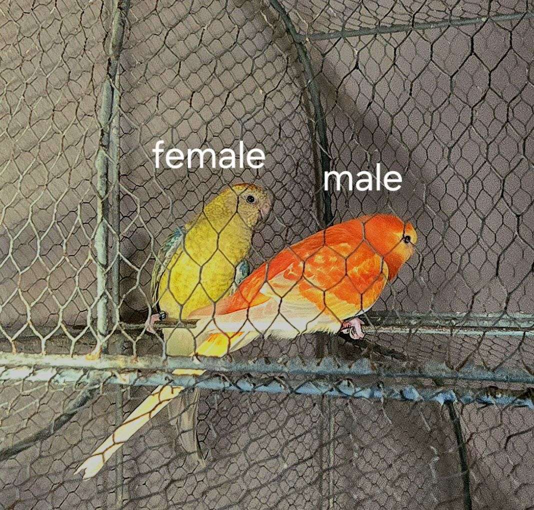 Pair of Red Rump Parakeets $475.00 for the Pair