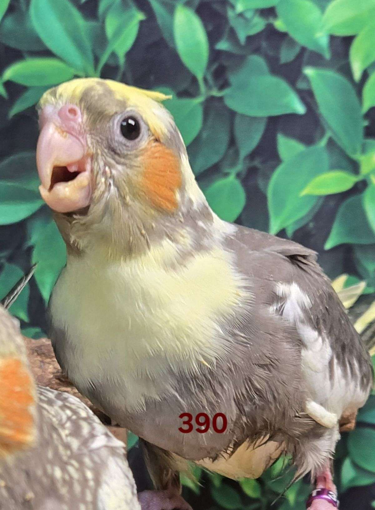 Cinnamon Pied Cockatiel, Female, 390