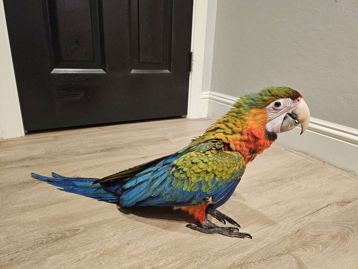 Macaw