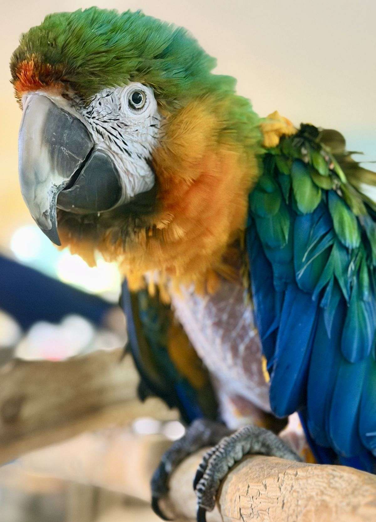 Meet Rafael- Catalina Macaw