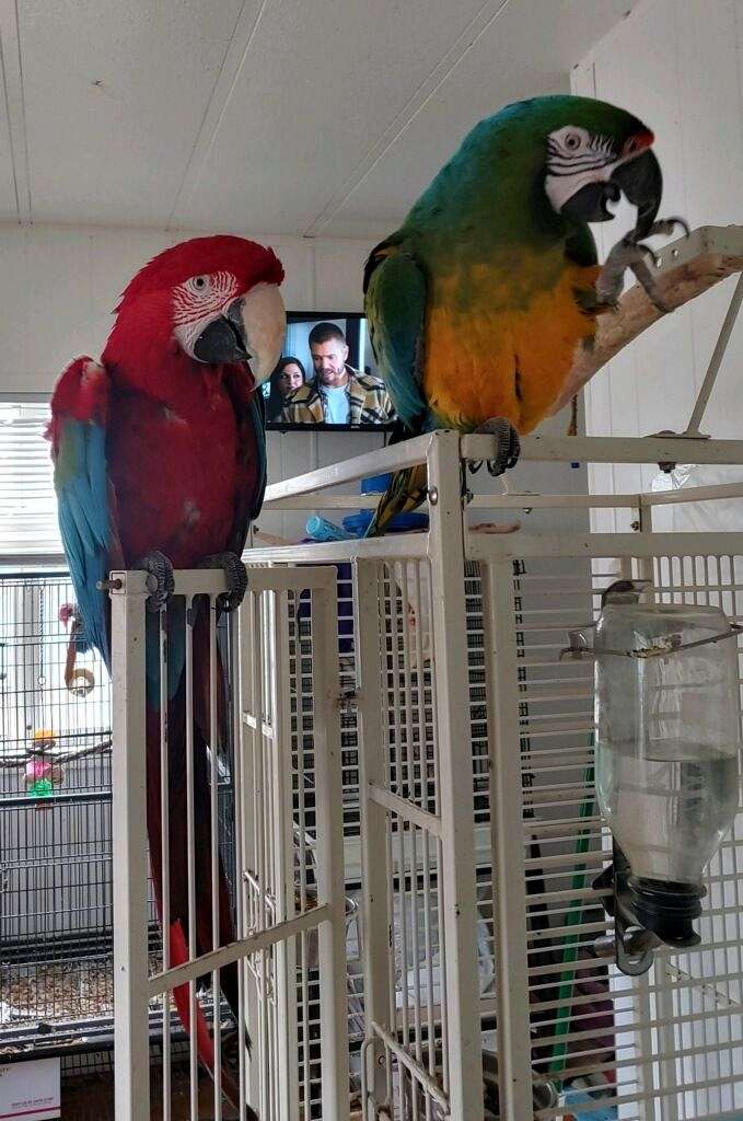 Aviaries For Large Macaw Breeding Reference: Breeding Pair Of Macaws
