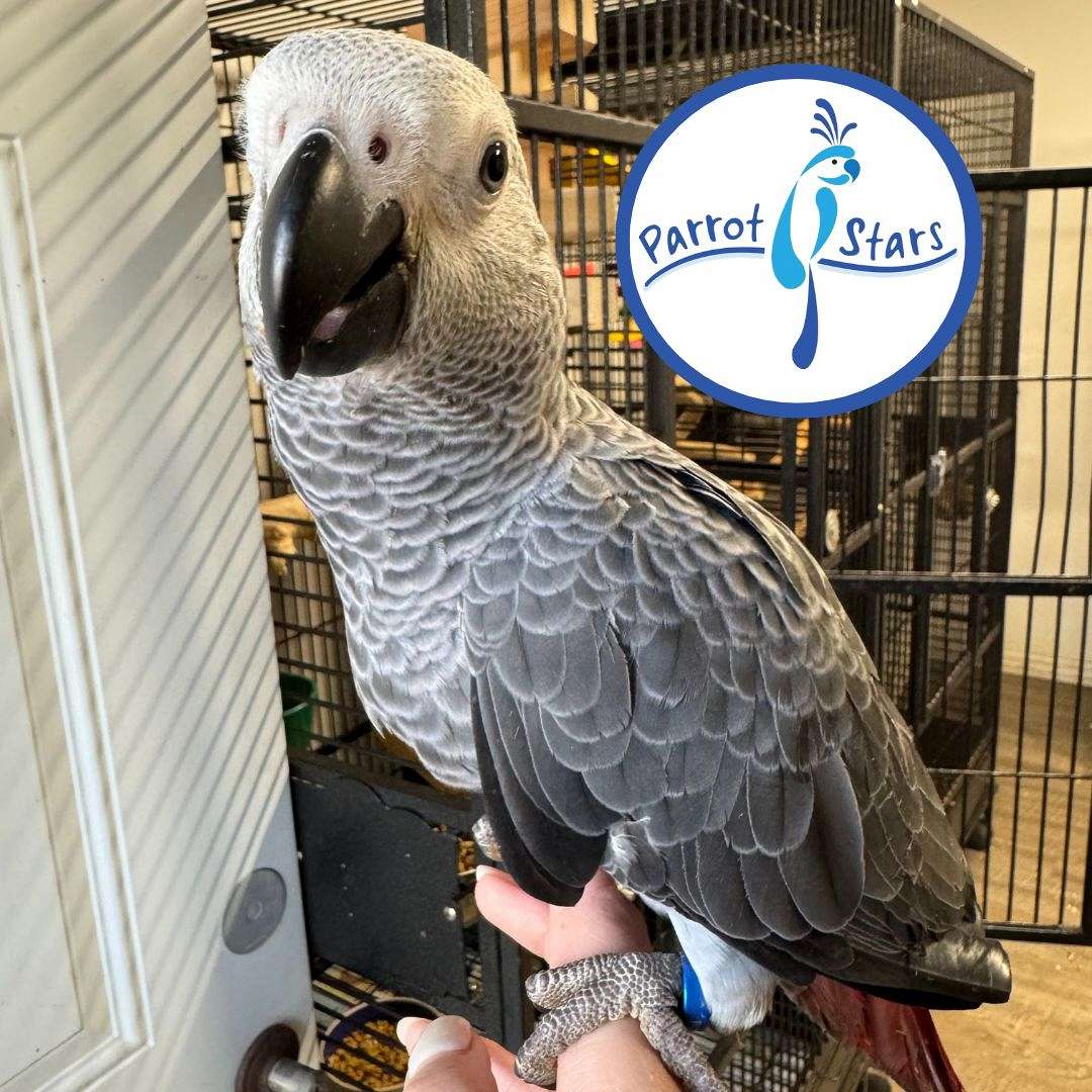 Picture of Baby Congo African Grey Available at Parrot Stars!