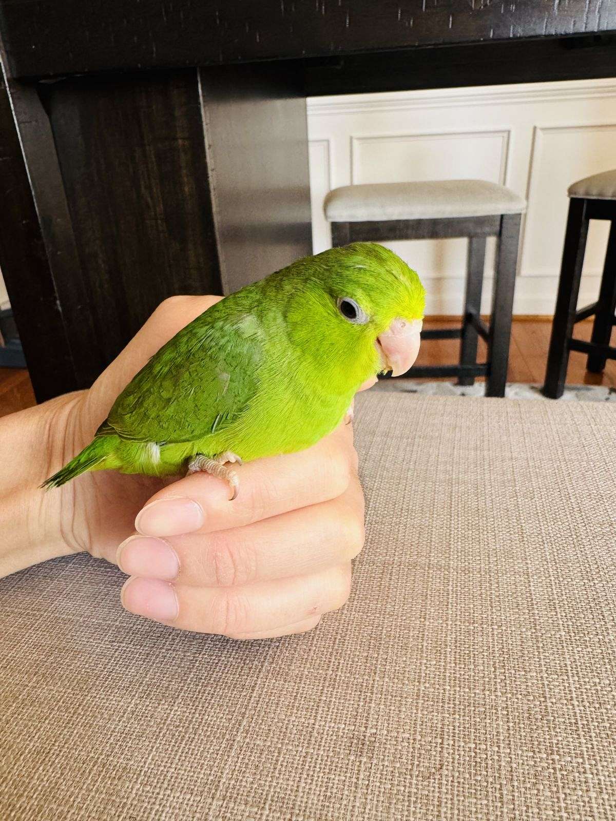 Parrotlet Baby available - Parrotlet Gentle Handling