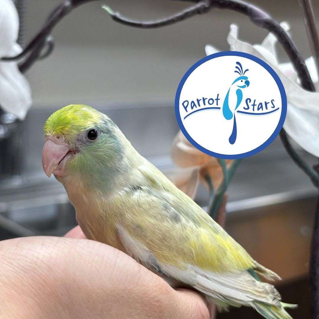 View of Baby Greem Pied Pacific Parrotlet Available at Parrot Stars!