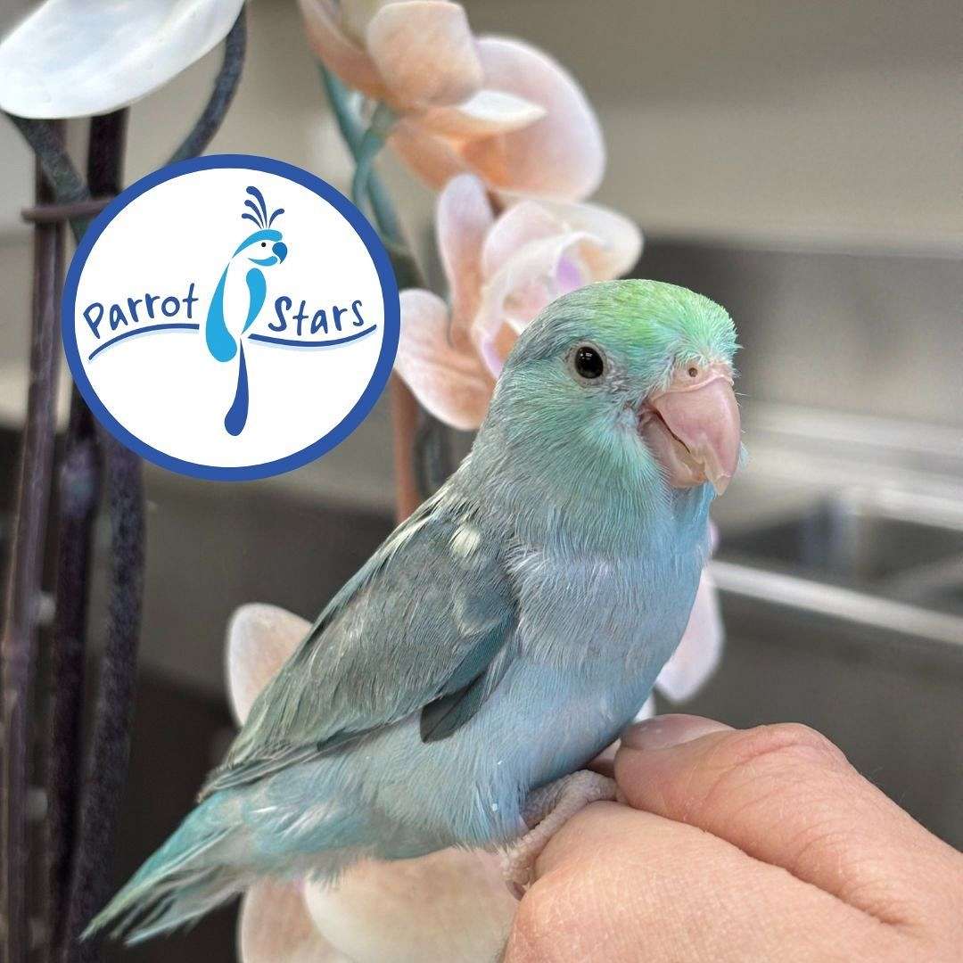 Curated visual reference: Visual Reference: Baby Turquoise Pied Pacific Parrotlet Available At Parrot Stars