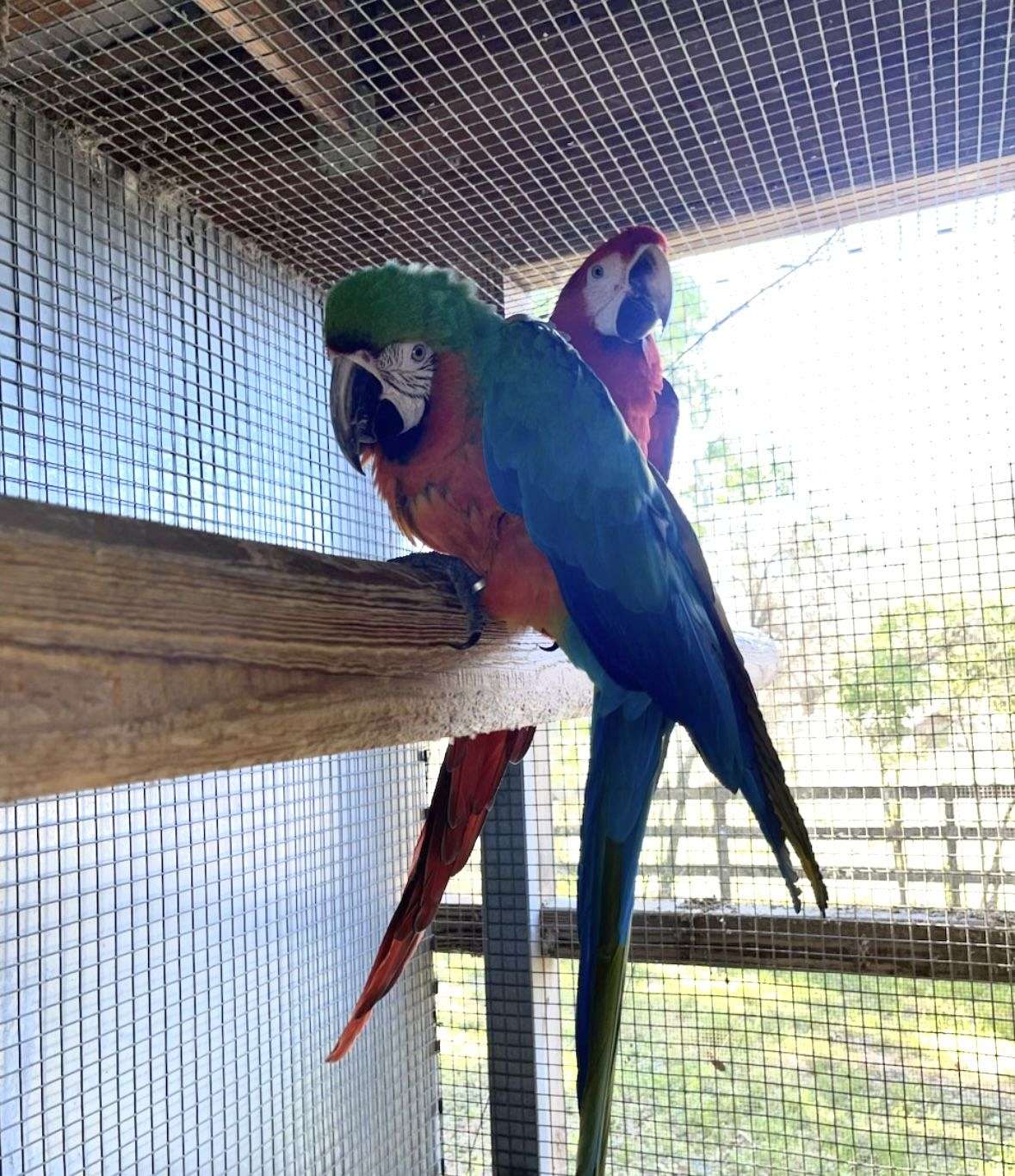 Image showcasing Hybrid Macaw pair