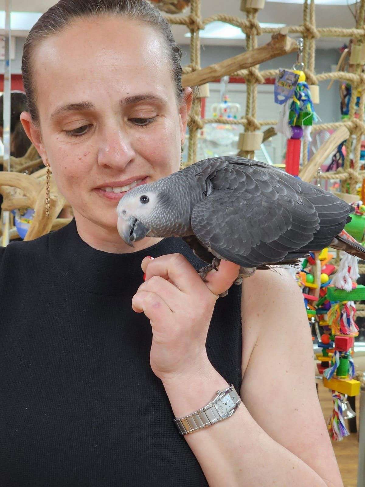 Timna Parrot Timneh African Grey