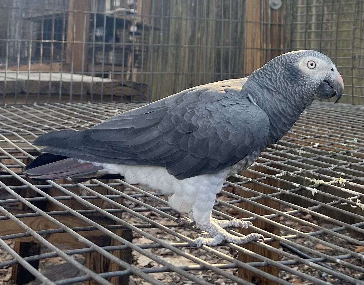 Timna Parrot Timneh African Grey male