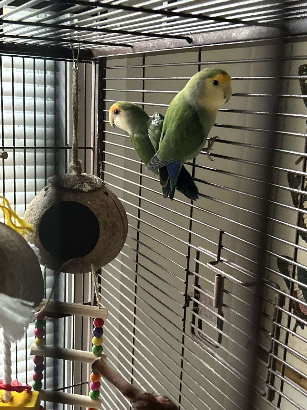 Male Peach Faced Lovebirds