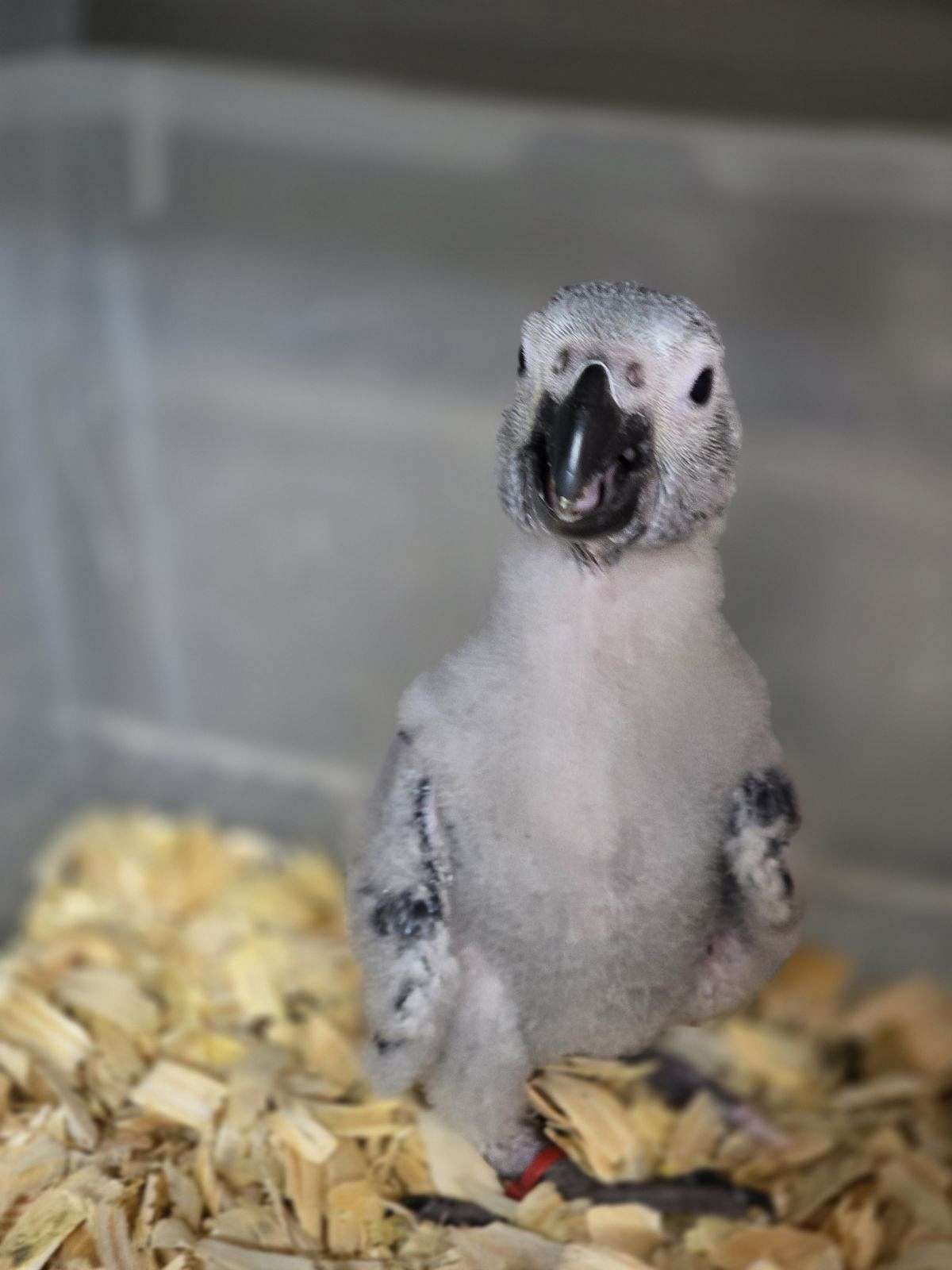 African grey congo